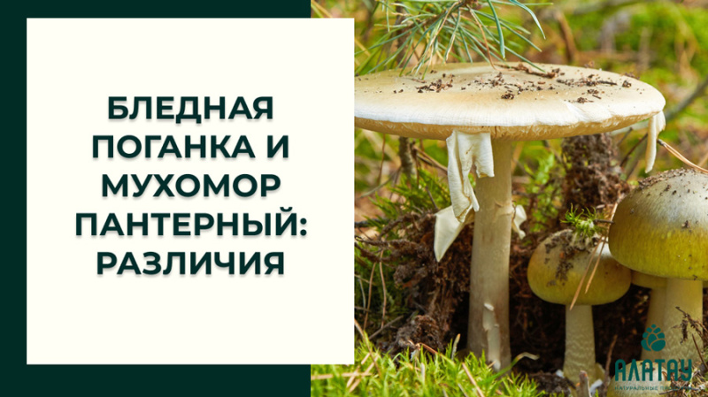 Бледная поганка и мухомор пантерный: различия Бледная поганка и мухомор пантерный: различия