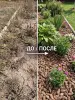 Мульча для сада из шишек целых 5 кг Мульча для сада из шишек целых 5 кг